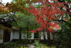 191124d桂春院10
