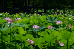 250712万博公園26