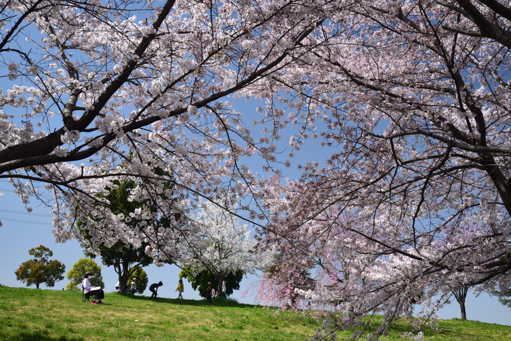 210331a山田池公園09