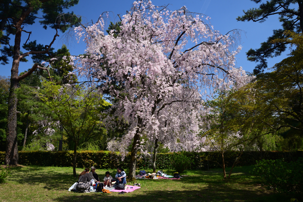 230404a京都御苑46