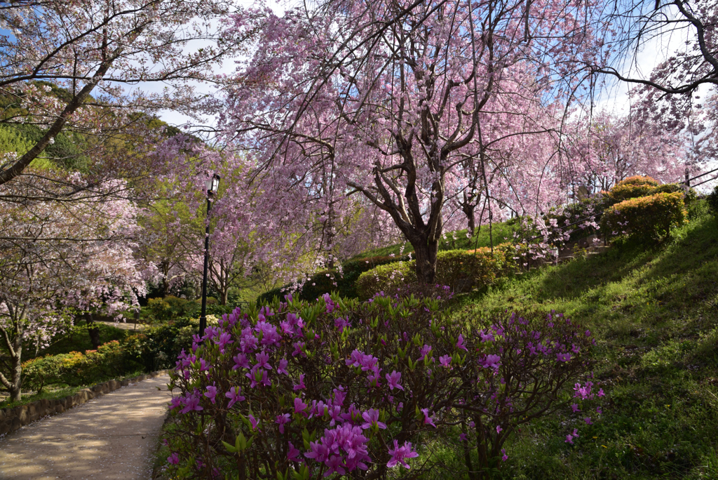 190412b大神神社09
