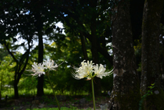 240914京都植物園51