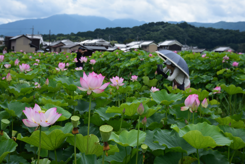 200718b藤原宮跡09