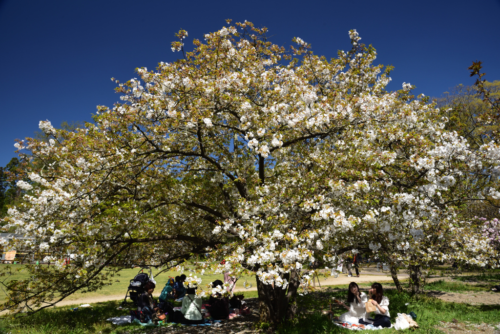190420d京都植物園15