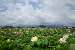 220720a藤原宮跡35