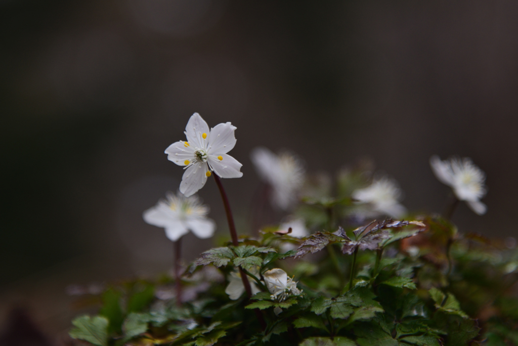 230214京都植物園18