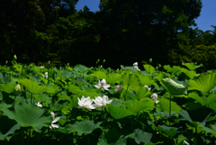 240705京都植物園37