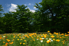 220518京都植物園05