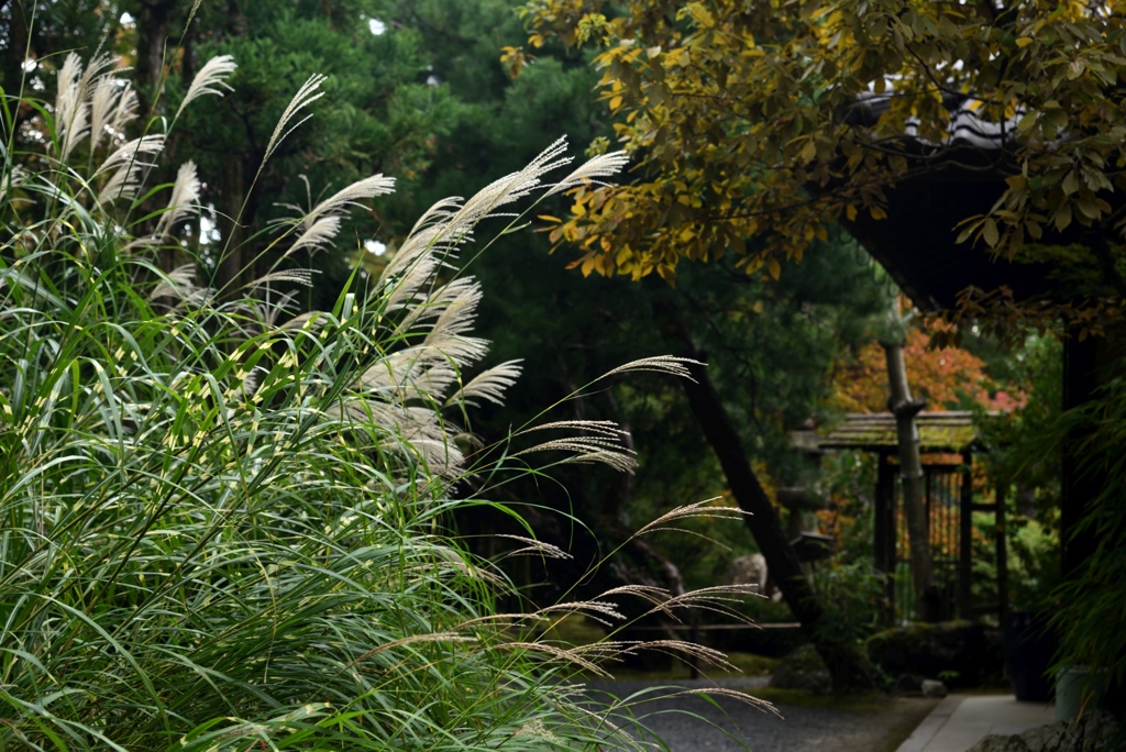 181101a白沙村荘70