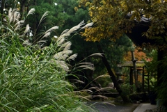 181101a白沙村荘70