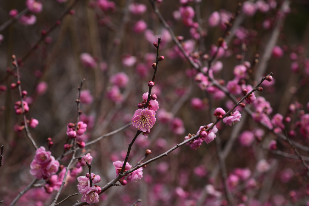 230214京都植物園51未開紅
