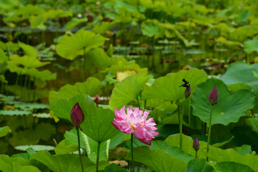 230702万博公園23