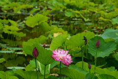 230702万博公園23