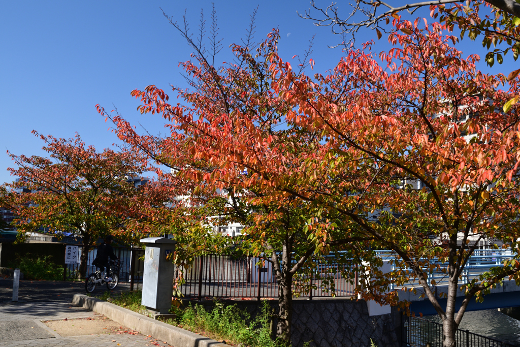 231105大阪城06