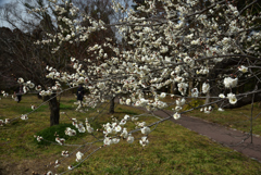 190222a京都植物園45