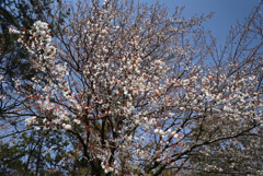 210317b京都御苑05