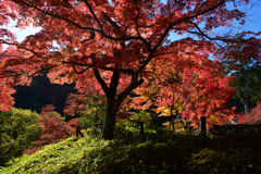 231121a善峯寺76