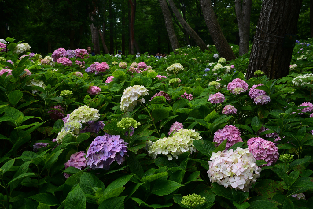 230610b長居植物園48