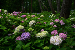 230610b長居植物園48