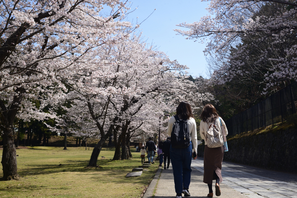 220330b奈良公園04