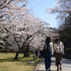 220330b奈良公園04
