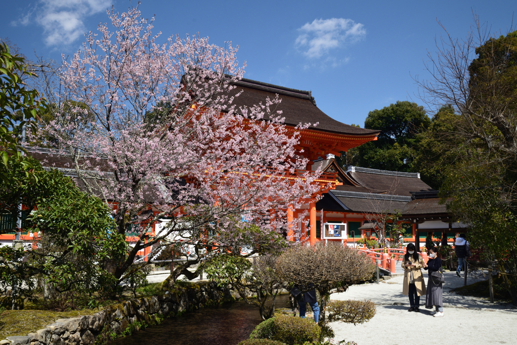 210323a上賀茂神社10