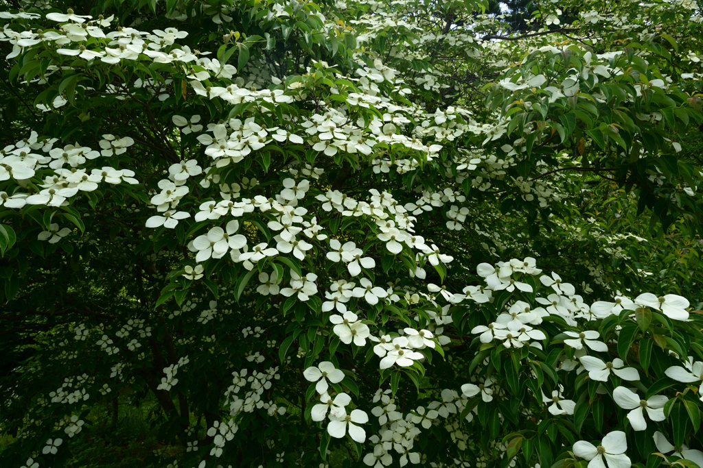 230613京都植物園02