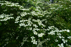 230613京都植物園02