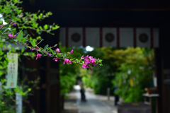 250930d梨木神社20