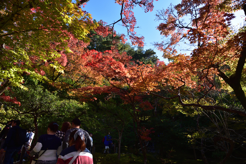 191123a銀閣寺22