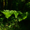 240705京都植物園48