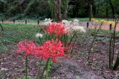 201003京都植物園05