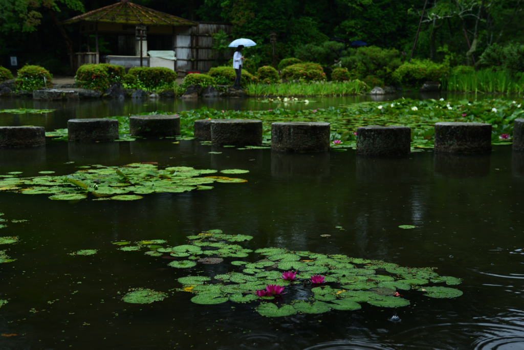 190607平安神宮26