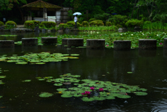 190607平安神宮26