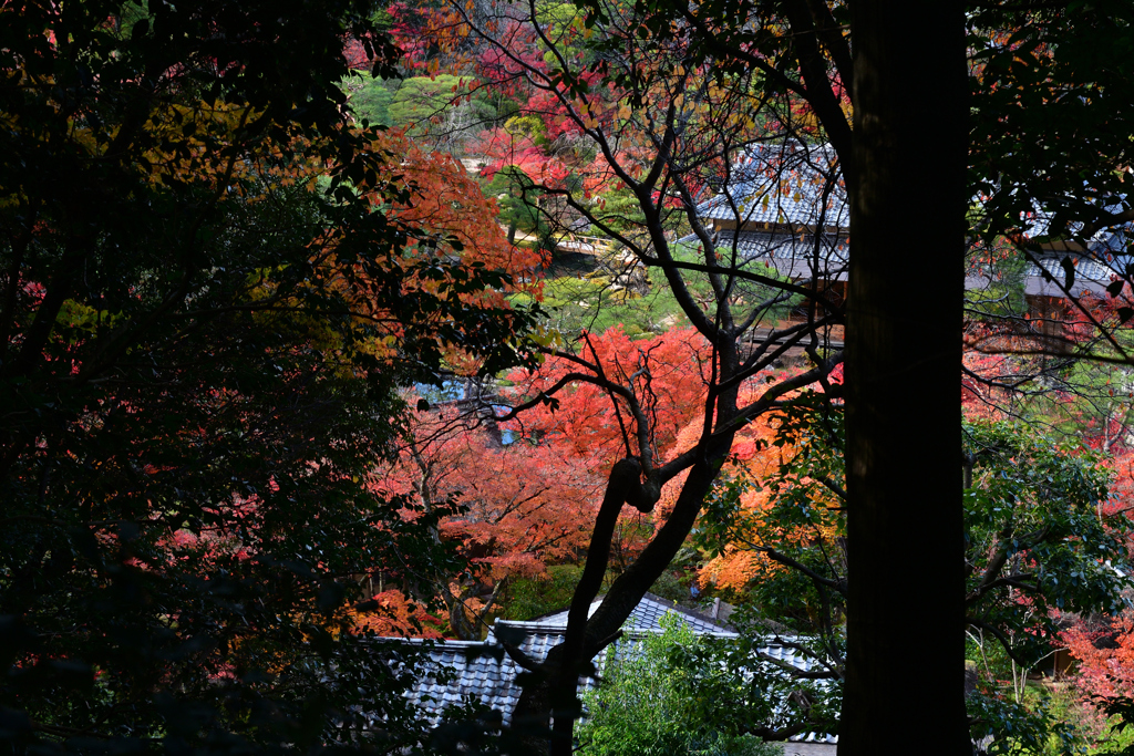 231130a南禅寺59