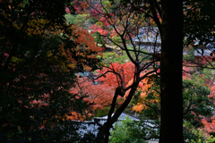 231130a南禅寺59