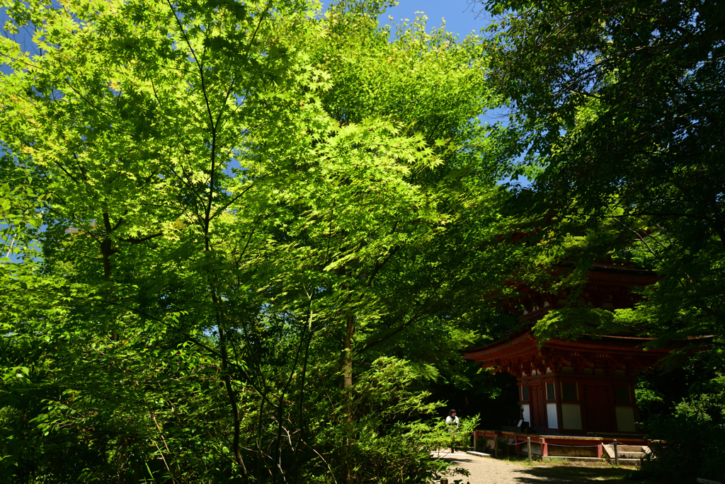 220612b浄瑠璃寺32
