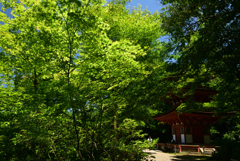 220612b浄瑠璃寺32