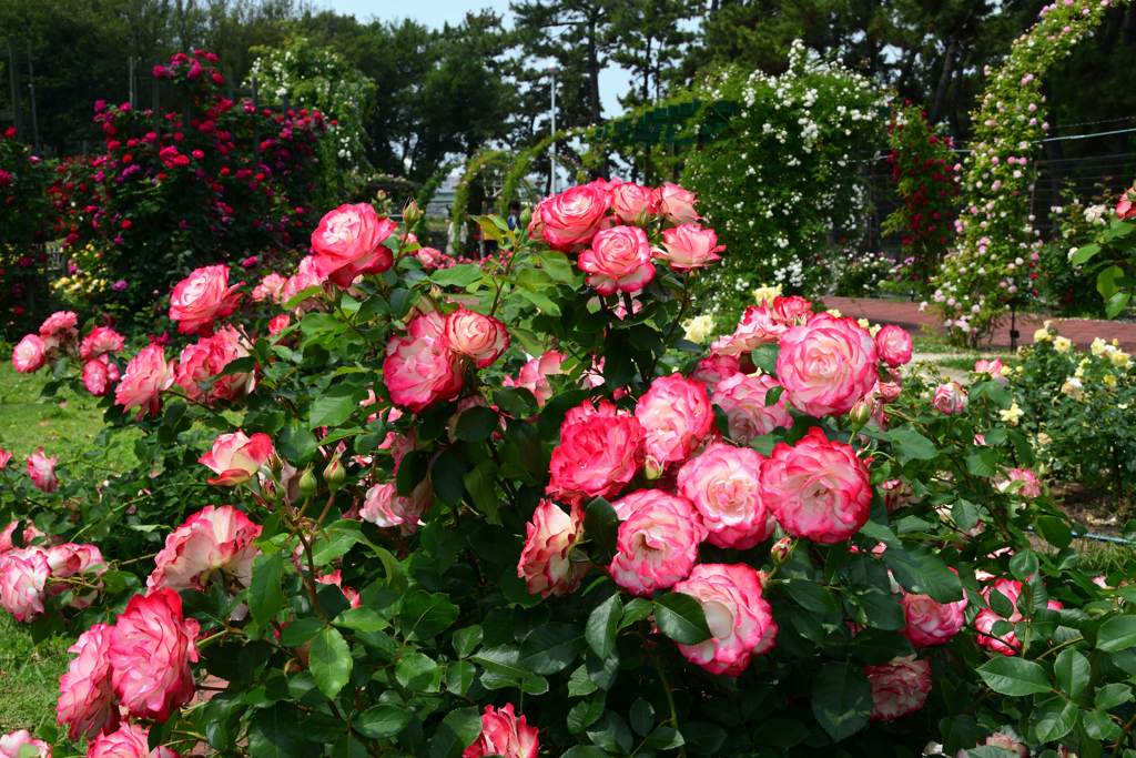 250523a浜寺公園40