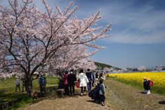 220406a藤原宮跡07
