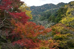 181114a長谷寺04