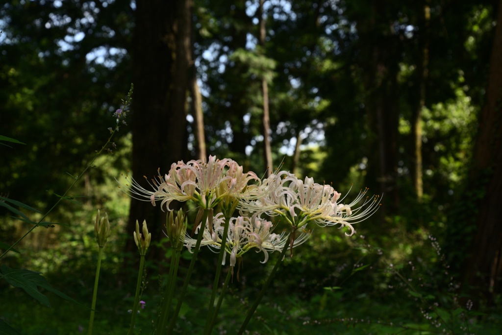 220915c京都植物園41