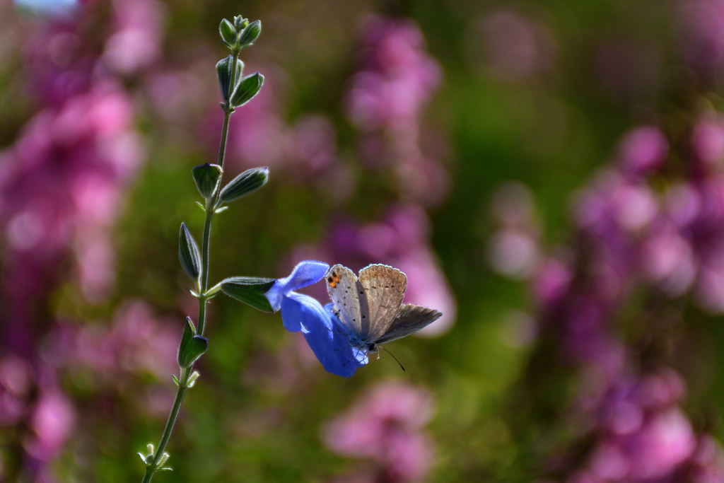 2501023びわ湖大津館03