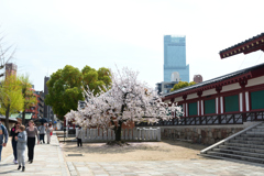 250412四天王寺33