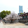 250412四天王寺33
