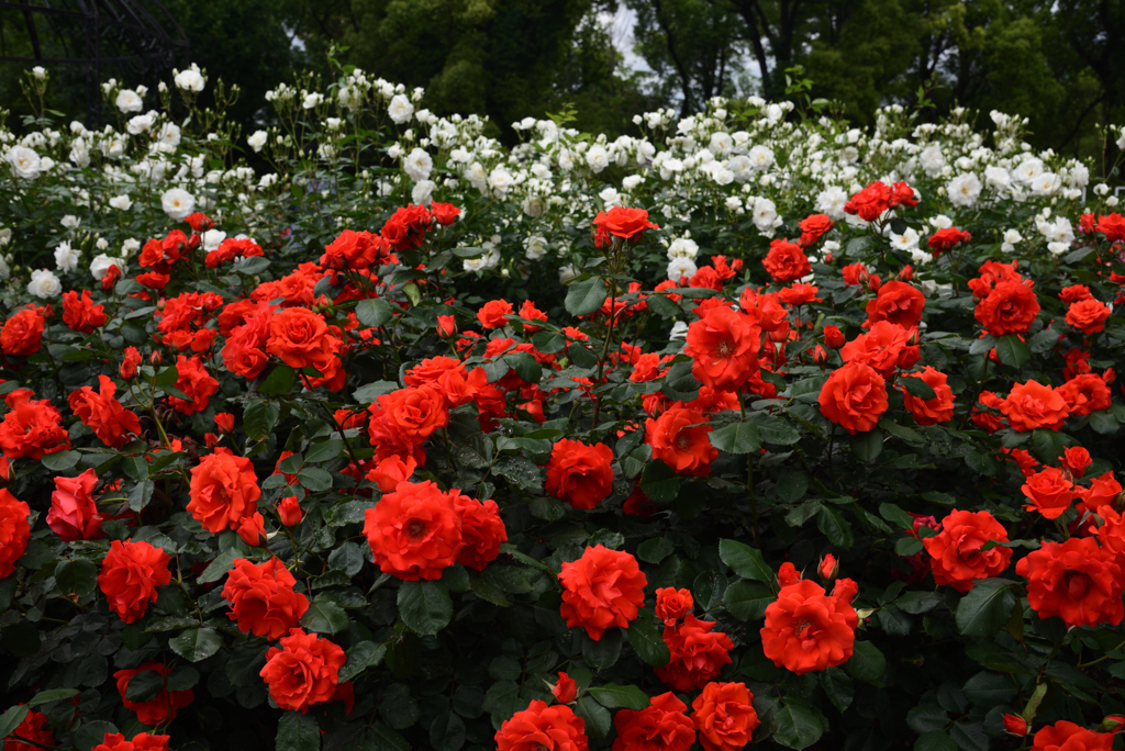 200520京都植物園18