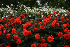 200520京都植物園18