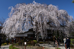 230320b本満寺01