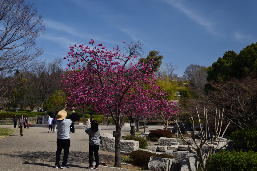 210311b鶴見緑地01