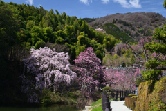220401b正法寺02 220401b正法寺02